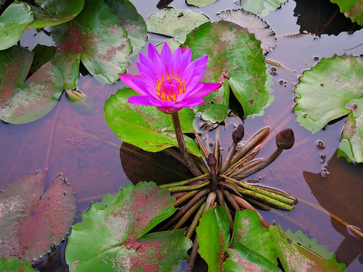 Nisarga Nirvana River House Mangalore Bagian luar foto